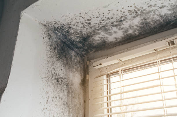 Affordable Commercial Mold Remediation solutions in Wharton, NJ